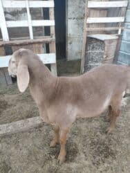 животные в добрые руки: Продаю | Ягненок, Баран (самец) | Арашан | Для разведения | Племенные, Осеменитель — 2