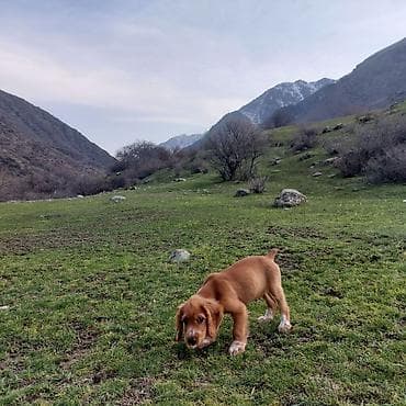 Иттер: ПРОПАЛ Щенок (рыжий, длинноухий) ПОЖАЛУЙСТА ПОМОГИТЕ НАЙТИ. ПРОПАЛА В — 6