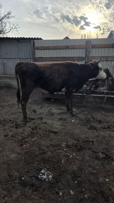 корова обмен: Продаю | Тёлка | Для молока — 3