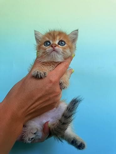 девон рекс котята: Скотиш Фолд (Шотландская вислоухая), 1 месяц, Мальчик, Золотая шиншилла, Приучена к лотку — 4