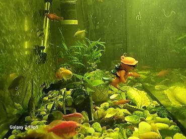 Собаки: 🐠 Продаю аквариумных рыбок! Скалярии, тернеции, моллинезии, меченосцы — 3