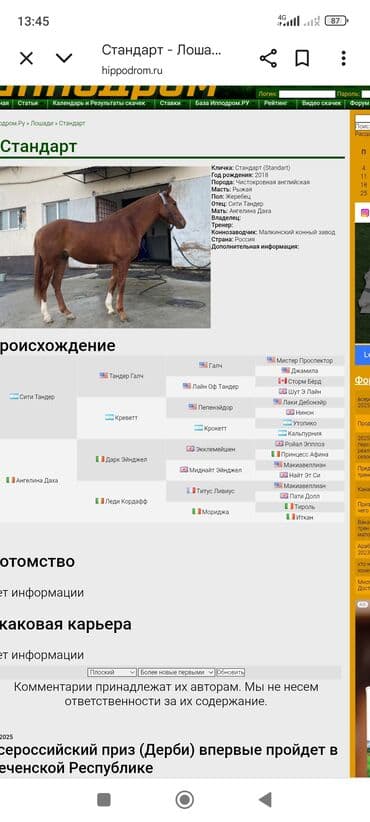 английский бульдог бишкек: Продаётся жеребчик два и три месяца хороших кровей обученый . На — 5