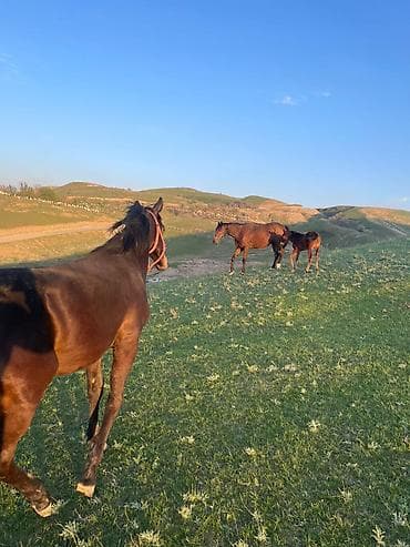 ат сатып алам: Продаю | Кобыла (самка) | Для разведения — 5