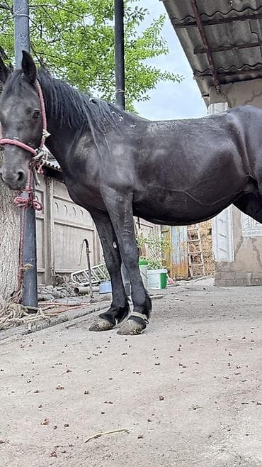 иттер ош: Сатам | Бээ (ургаачы) | Көбөйтүү үчүн | Асыл тукумдуу — 4