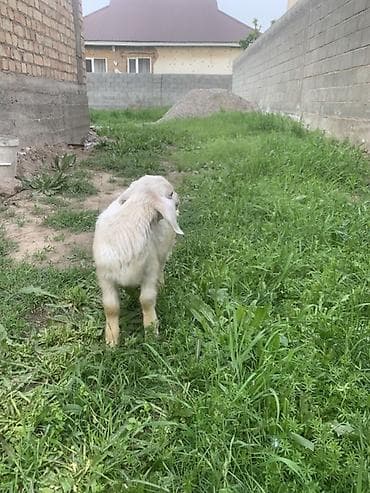 купить ястреба для охоты: Продаю | Козёл (самец), Козлёнок | Для разведения — 1