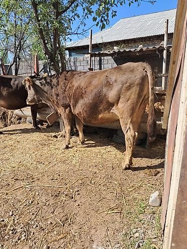 Продаю | Корова (самка) | Для молока | Привязанные