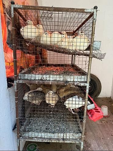 На продажу клетка для перепелок at lalafo.kg На продажу клетка для перепелок