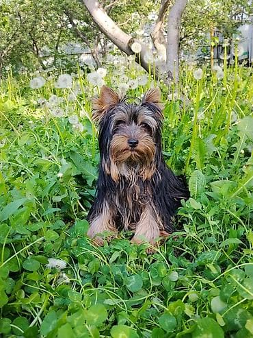 стаф щенки: Йоркширский терьер, 7 месяцев, Самка, С прививкой, С родословной — 6