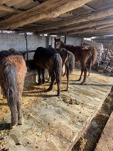 купить рабочую охотничью собаку: Продаю | Жеребенок | Для разведения | Племенные — 5