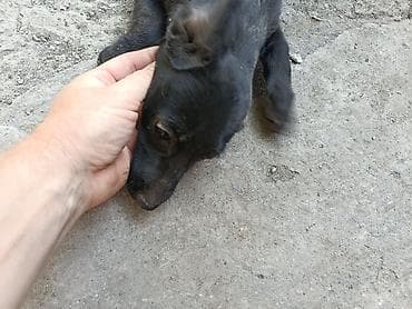 возьму собаку: Собака даром: 3 месяца, Самка — 5