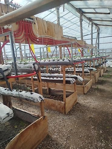 наружный декор: Комплект для выращивания клубники в теплице на кокосовом субстрате - — 6