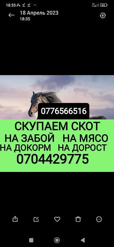 Колбаса цехи, Жеке жак : Уйлар, букалар, Жылкылар, аттар, | Күнү-түнү, Бардык шартта, Союлган