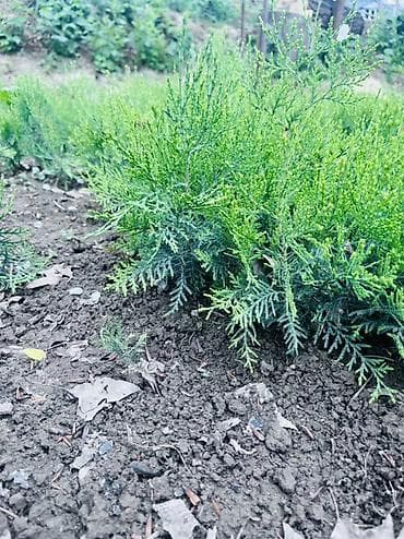 купить газону траву: Туи (стелющийся/карликовый тип) — саженцы для озеленения - Тип — 4