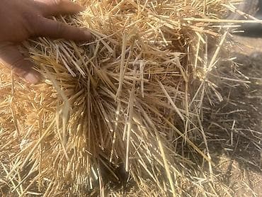 Кошки: Беде 2й кос 380сом 130штук салома ячмень 44штук по 200сом плотные тюки — 2