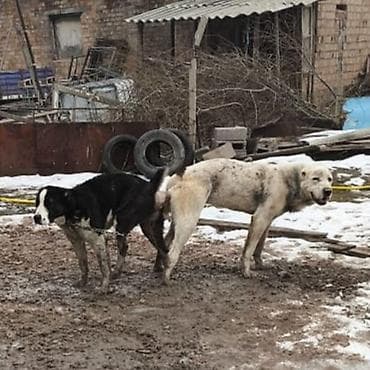 бишкек ит: Алабай, 2 айлык, Эркек, Ит тегин тастыктоочу документ — 7