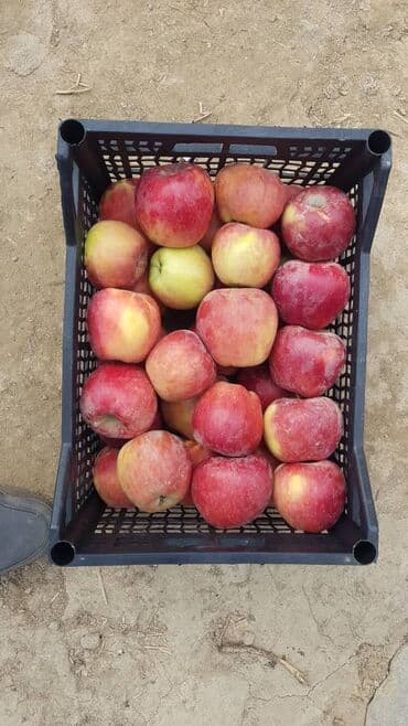 старый буфет: Пластиковый Ящик — 6