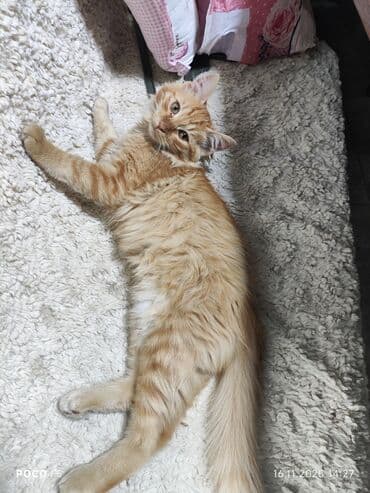 охотничий собак: Отдам котят в хорошие руки, котята ласковые дружат с детьми, живут в — 5