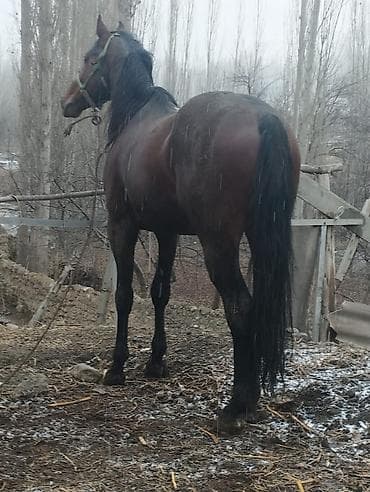 вет услуги: Продаю | Жеребенок | Английская | Конный спорт — 5