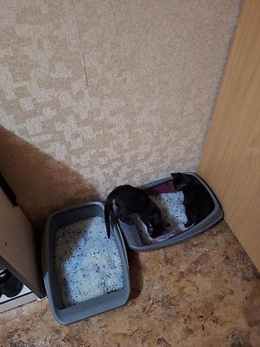 cane corso: 2 месяца, Мальчик, Шоколадный, Приучена к лотку, Проглистована — 8