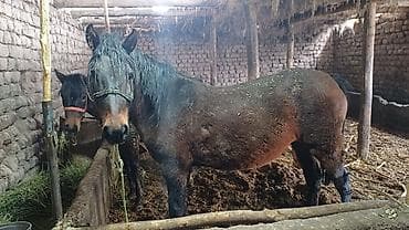 Үй жаныбарлары үчүн товарлар: Сатам | Бээ (ургаачы) — 3