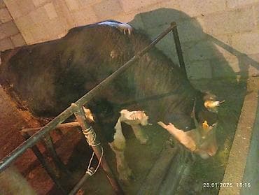 швиц парода: Продаю | Бык (самец) | Симментальская | Для разведения, Для молока — 1