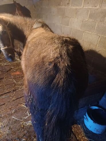 Лошади, кони: Продаю | Жеребец | Рабочий — 3