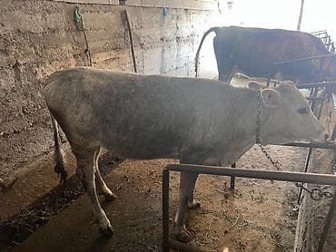 жаныбарлар: Сатам | Кунаажын | Бордоп семиртүү үчүн | Байланган — 2