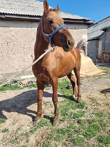 овчарки немецкие: Продаю | Кобыла (самка) | Рабочий | Мерин — 4