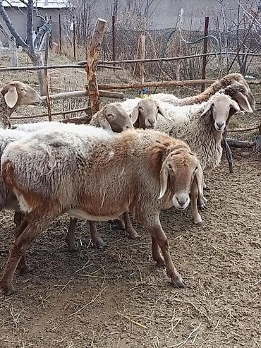живой корм: Продаю | Овца (самка) | Для разведения — 2