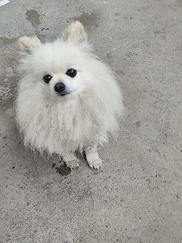 щенки курцхар: Шпиц, 5 лет, Самка — 4