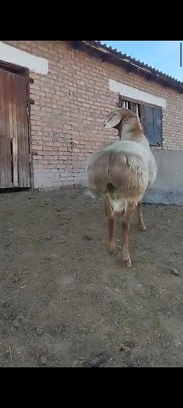 о шамо сотка: Продаю | Баран (самец) | Арашан | Для разведения | Осеменитель — 8