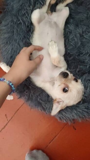 продажа щенков немецкой овчарки в бишкеке с документами: Отдаю в добрые руки собачек, помесь той терьер и керн терьер только — 2