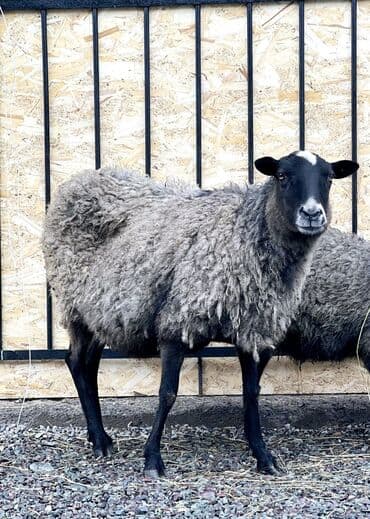 куры цена: Продаю | Ягненок, Баран (самец) | Гиссарская, Арашан, Романовская | Для разведения | Племенные, Котные, Осеменитель — 2