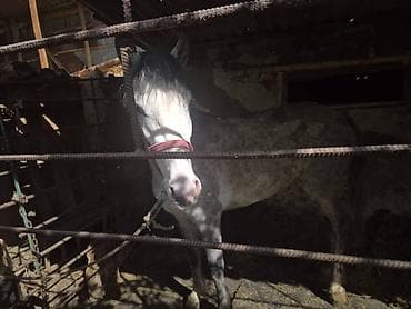 порода комару: Продаю | Кобыла (самка) | Рабочий — 2