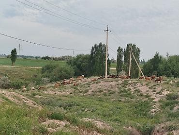 коровы талас: Продаю | Овца (самка) — 1