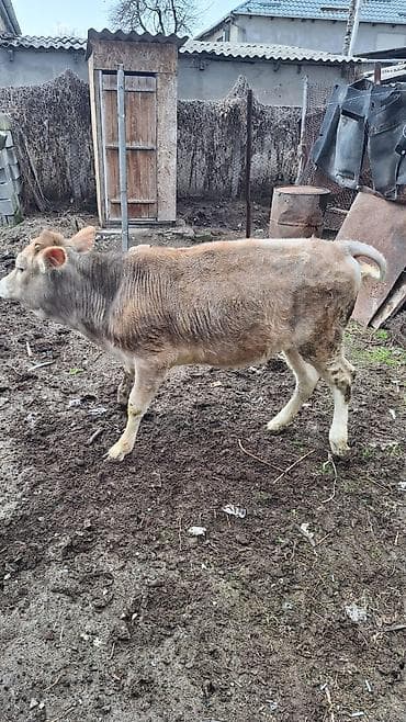 телка голштин: Продаю | Тёлка | На откорм | Привязанные — 8