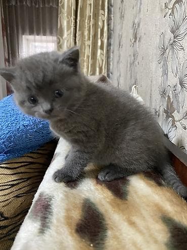 сколько стоит породистая кошка: Плюшевые медвежата: шотландско-британское очарование! Продаются — 6