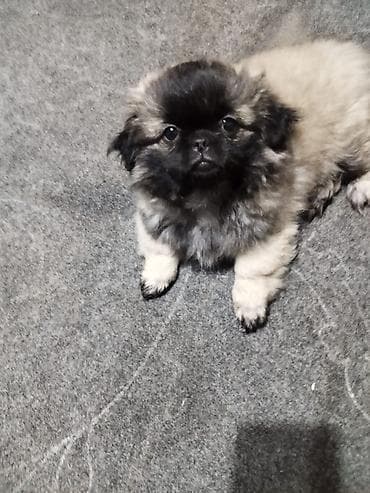 куплю охотничью собаку: "щенки пекинес, мальчик и девочка,почти 3 месяца привитые — 1