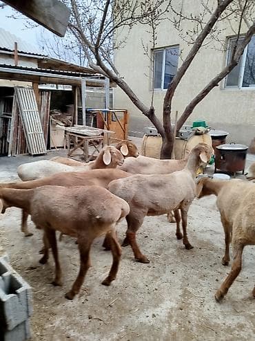 Продаю | Овца (самка) | На забой | Матка — 8