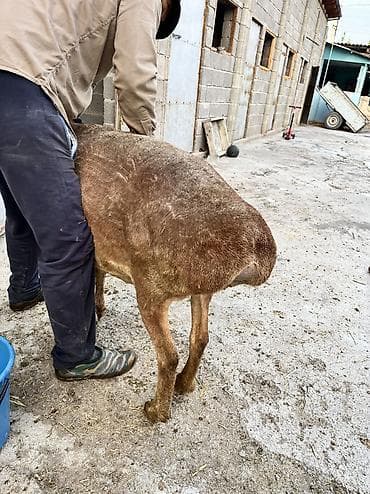 выделка шкур барана цена: Продаю | Овца (самка), Ягненок — 6