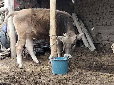 голуби птицы животный: Продаю | Бык (самец) | На откорм | Привязанные — 2