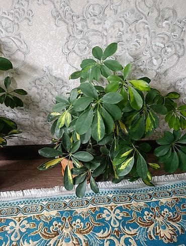 сансевиерия бишкек: Комнатные растения в горшках: 1) Сансевиерия (Sansevieria — 3