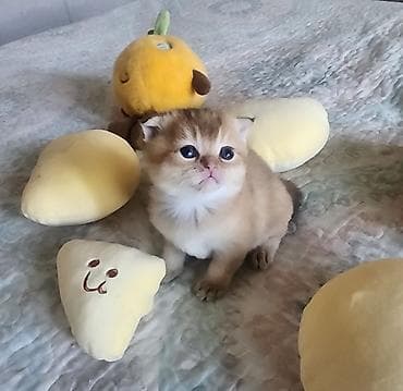 Кошки: Шотландские котята в окрасе золотая шиншилла! - Порода: шотландская — 8