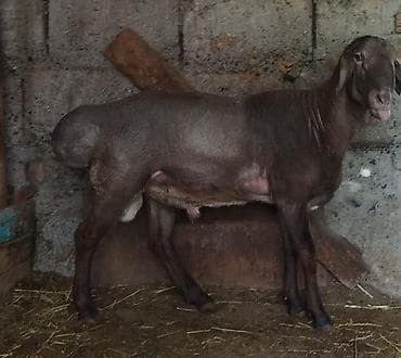 Продаю | Баран (самец) | Для разведения | Племенные — 1