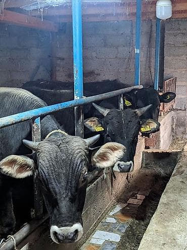 прост ат: Продаю | Бык (самец) — 1