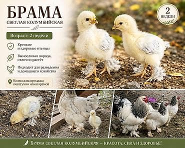 Животные: Продаю | Цыплята | Брама | Для разведения — 1