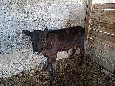 камни крс: Продаю | Корова (самка) | Для молока | После отела — 4