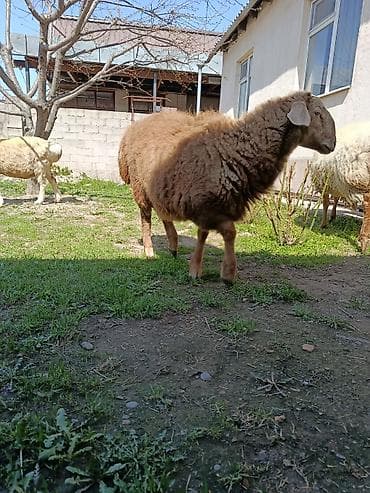 щенок немецкий овчарка: Продаю | Овца (самка) | Для разведения | Матка — 7