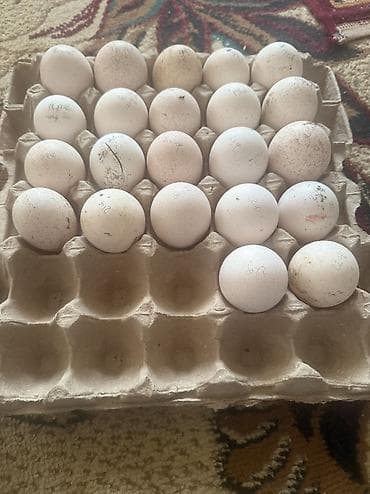 куры бройлерные: Индюшиный яйца — 1