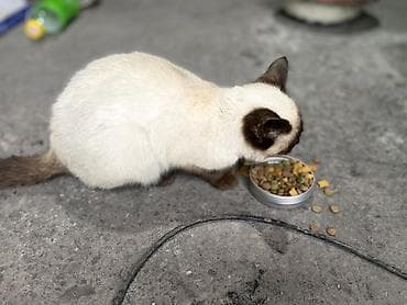 кошке: Отдам хорошие руки даром
Самец — 3